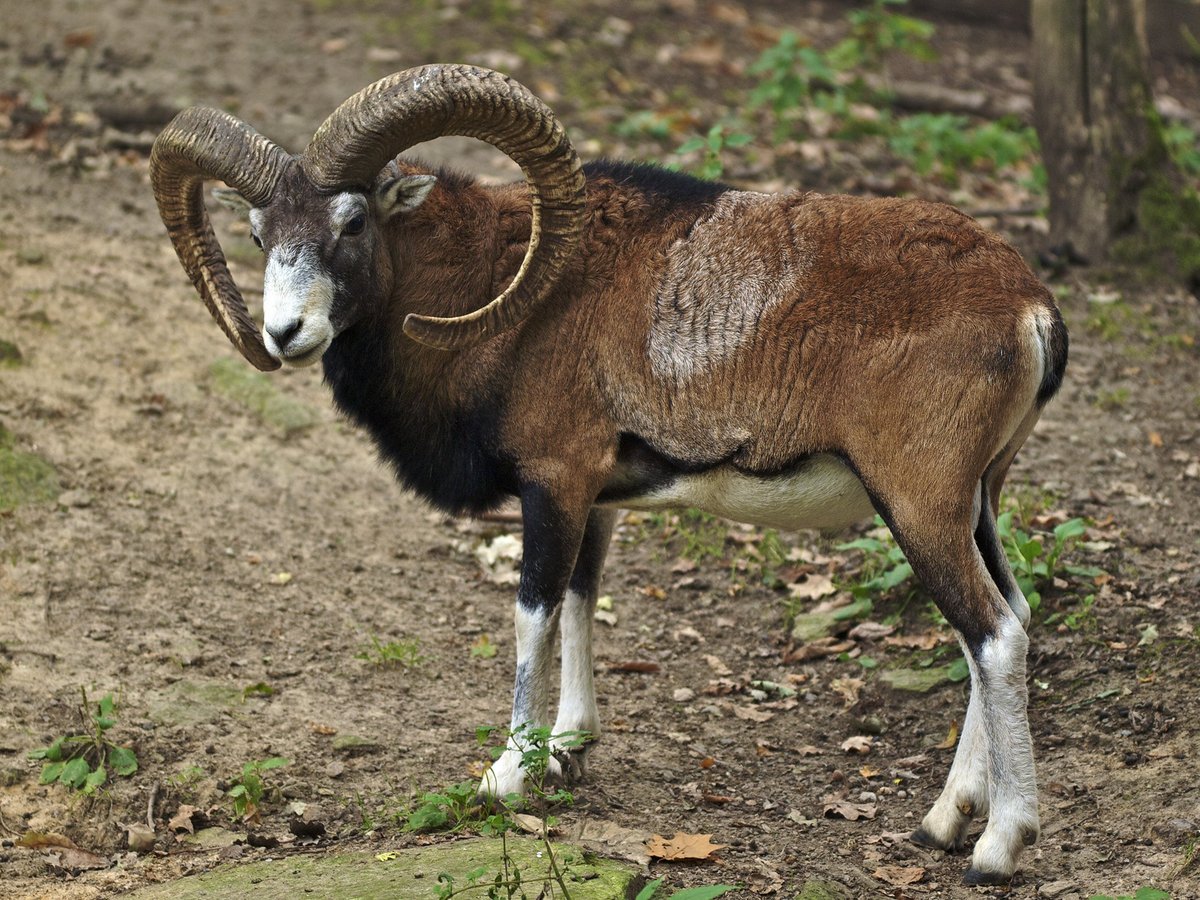 Foto: Wikimedia Commons/Jürg Hempel