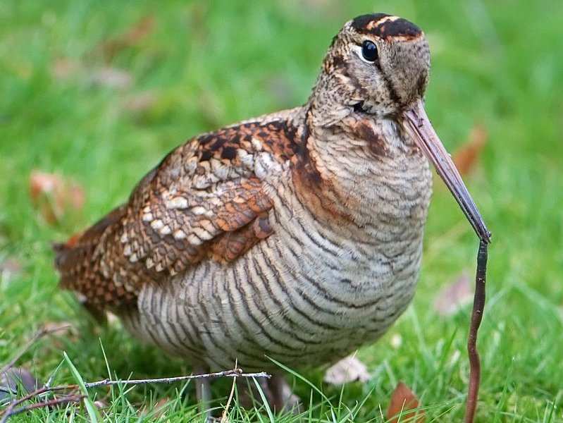 Foto: Wikimedia Commons/Ronald Slebke