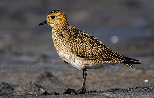 Foto: Wikimedia, Snowmanradio